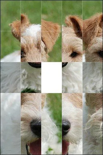 Quelle est la race de Milou, le chien de Tintin créé par Hergé ?