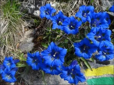 Quel est le nom de ses superbes fleurs bleues ?
