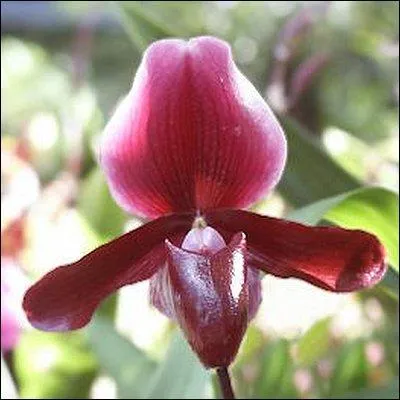 De quelle famille de fleurs fait partie le Sabot de Vénus ?