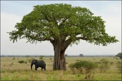 Le fruit du baobab est-il comestible ?
