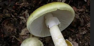 Tout le monde sait que l'amanite-phalloïde est un champignon mortel. Quel antidote peut-on toutefois essayer si vous en avez ingéré une petite dose ?