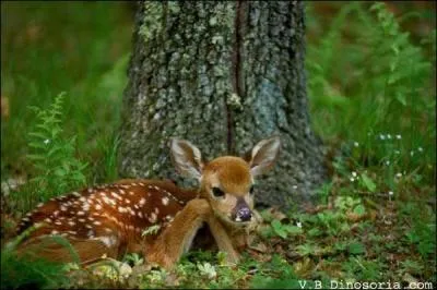 Que devez-vous faire si vous rencontrez un faon qui semble perdu en forêt ?