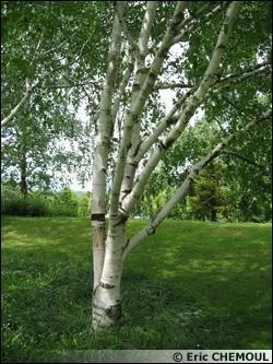 Quel est cet arbre ?