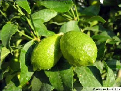 La lime est le fruit du limettier :