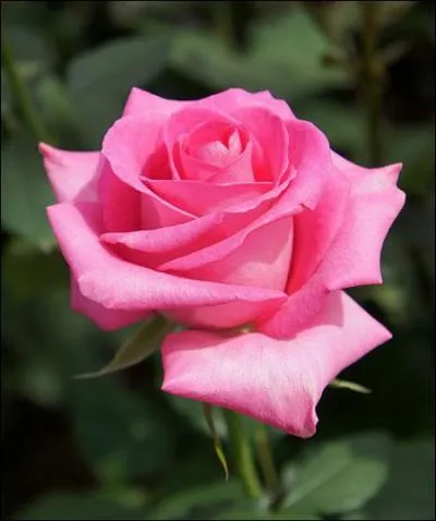 Avec quelle partie de la rose, allez-vous confectionner une confiture de rose ?