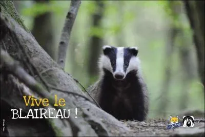 Lequel de ces sens est peu développé chez le blaireau ?