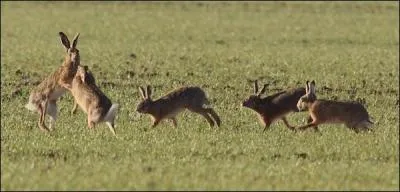 Que dit-on des lièvres lorsqu'ils se courent après en période de rut ?