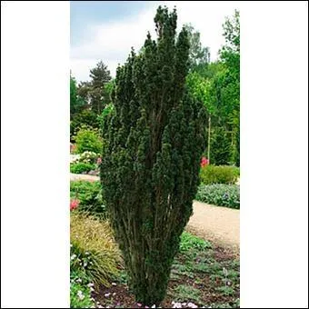 Quel est le nom du fruit de l'if ?