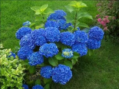 Est-il vrai que la couleur naturelle des hortensias soit bleue ?