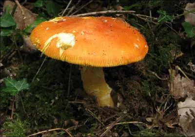 Quel est l'autre nom de l'amanite oronge ?
