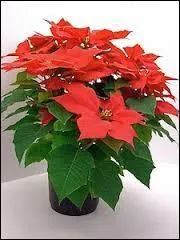 Quel surnom donne-t-on à la plante appelée "Poinsettia" ?