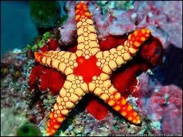 L'étoile de mer est un...