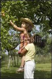 Conjuguez le verbe cueillir à la première personne du présent de l'indicatif :