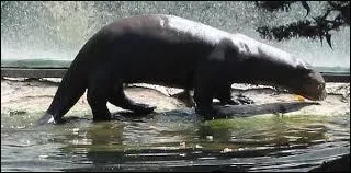 Quel est le poids moyen d'une femelle ?