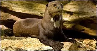 Où trouve-t-on cette espèce ?