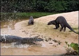 En moyenne, combien d'individus un groupe compte-t-il ?