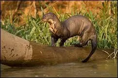 En 2003, combien de loutres géantes trouvait-on en captivité ?