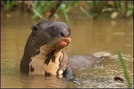 Quel est le plus grand prédateur de la loutre géante ?