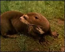 Trouvez la taille moyenne de la loutre géante !