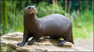 Quelle est la longueur maximale de la queue de la loutre géante ?