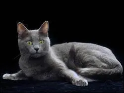 Trouvez la race de ce chat.