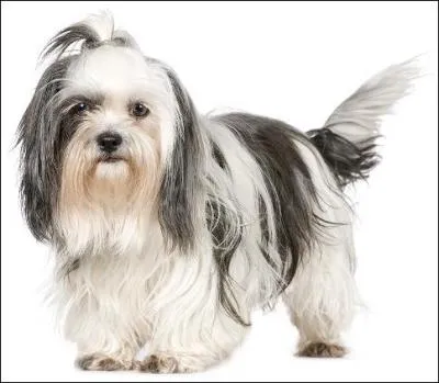 Trouvez la race de ce chien.