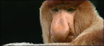 En moyenne, combien d'individus y a-t-il dans chaque groupe ?