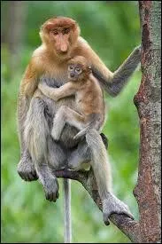 Combien de temps la gestation dure-t-elle ?