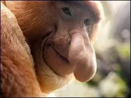 Quelle taille mesure-t-il au maximum ?