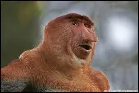 Le nasique a une longue queue, qui mesure au minimum 60 cm, et au maximum :