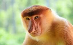 Quiz Primates