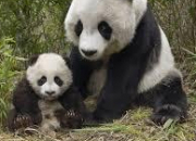 Quiz Animaux asiatiques (5) - Le panda gant