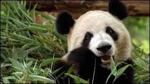 Peu importe le nombre de petits dans une portée, la mère ne s'occupe que de ... petit(s).