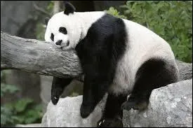 Le panda géant est :