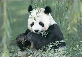 Le panda géant...