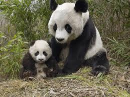 Quiz Panda