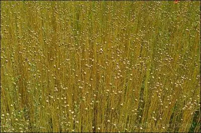 Avec quelle matière était fabriquée cette veste légère ?