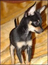 Quel est l'autre nom du terrier d'agrément anglais noir et feu ?