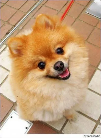 Quel est l'autre nom du spitz nain ?