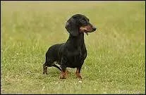 Comment peut-on appeler les teckels en général ?