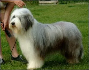 Quel est l'autre nom du Beardy ?