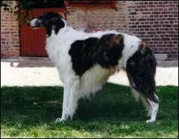 Quel est l'autre nom du barzoï ?