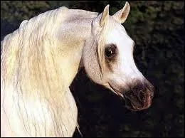 Quelle discipline correspond le mieux au pur-sang arabe ?