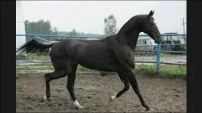 Quelle discipline correspond le mieux à l'Akhal-Teke ?