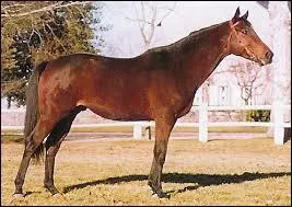 Quelle discipline correspond le mieux au pur-sang anglais ?