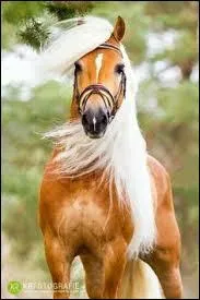 Quelle discipline correspond le mieux au Haflinger ?