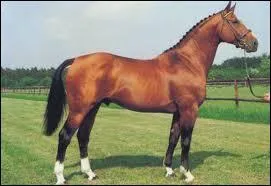 Quelle discipline correspond le mieux au selle français ?