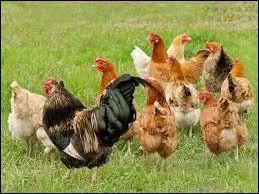 Et si vous collectionnez des poules et des coqs, vous &ecirc;tes un :