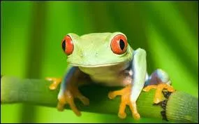 Si vous faites la collection de grenouilles, vous &ecirc;tes un :