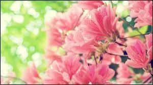 Vous collectionnez des vases &agrave; fleurs donc vous &ecirc;tes un :